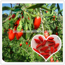 Polisacáridos de gelatina orgánica de aceite de goji / fruta (UV): Min20%, bayas de goji